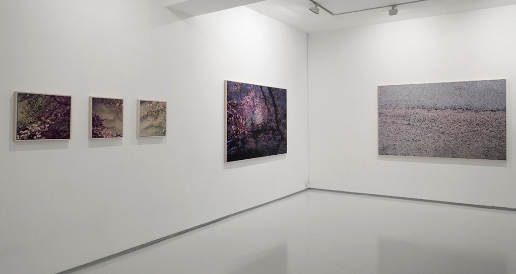 Falling Petals, Exhibition view, Daily News, Installation view, Noga Gallery of Contemporary Art, 2011