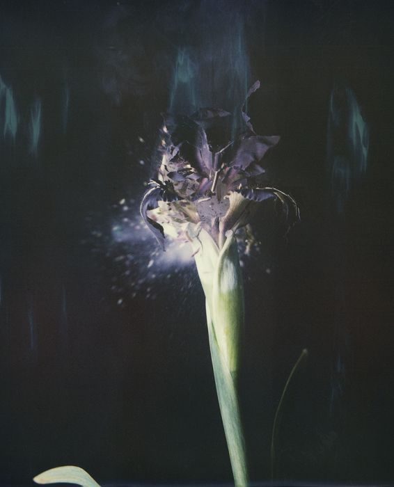 Iris Atropurpurea, P04, 2018, Archival Pigment Print, 40x30cm